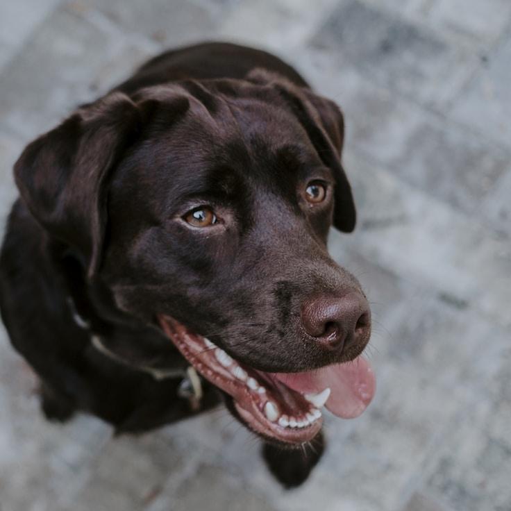 Portrait of Jordan Vega, group coordinator and fusion cooking expert